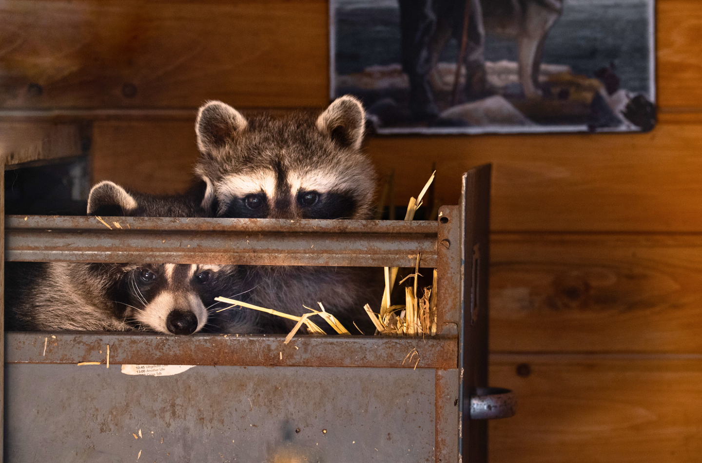 Zoo Raufen 3 aufregende Welten im Adventure Zoo Emmen - WILDLANDS