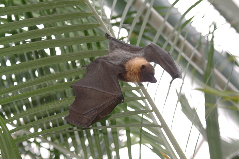 Rodrigues Flughund Im Adventure Zoo Emme Wildlands