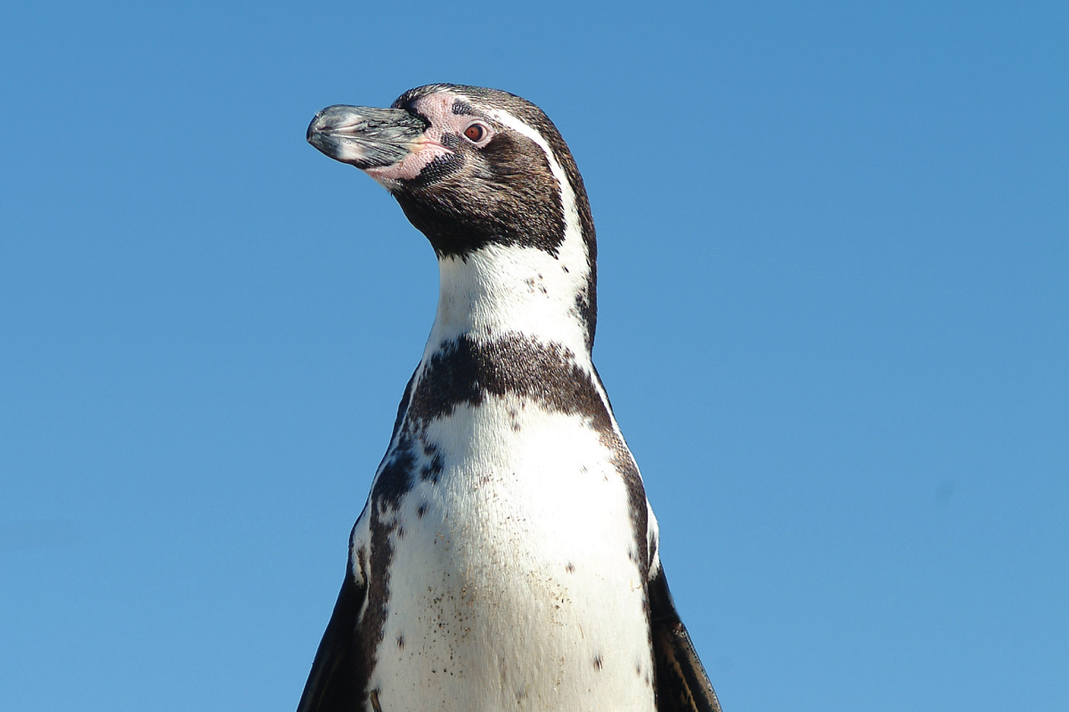 Humboldt-Pinguine im Adventure Zoo Emmen - WILDLANDS