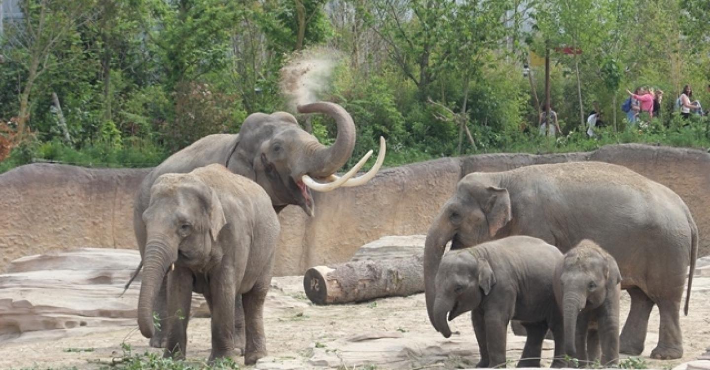 Was Kostet Das Parken Zoo Emmen Niederlande www.wildlands.de