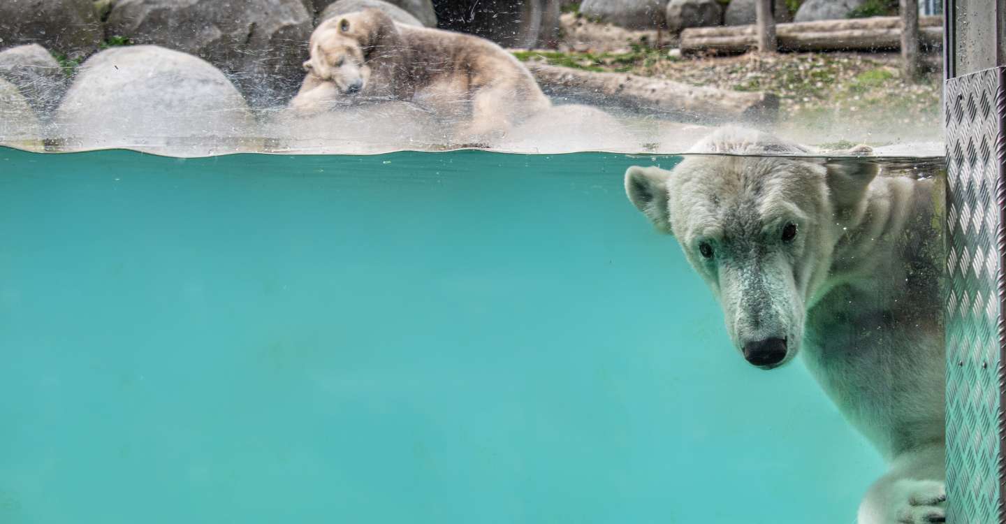 ijsbeer voorjaarscampagne 2026 du