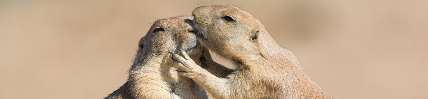 Prairiedogs-serenga