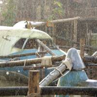 Regen in Rimbula